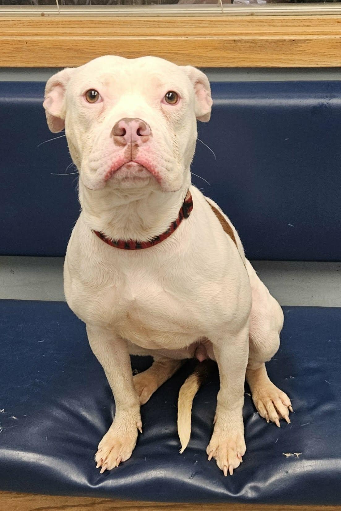 Stacey, a ADOPTABLE mixed breed in Buffalo, NY image 1/6