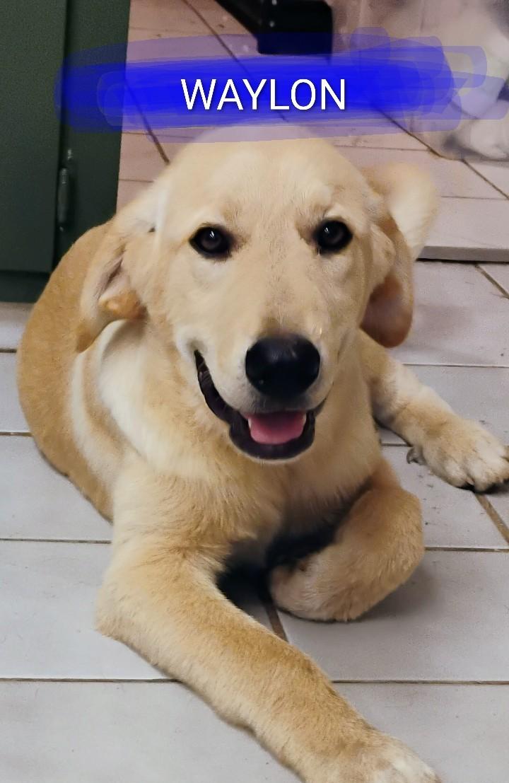 Enlarge WAYLON, a ADOPTABLE mixed breed in Saint Jo, TX image 1/1