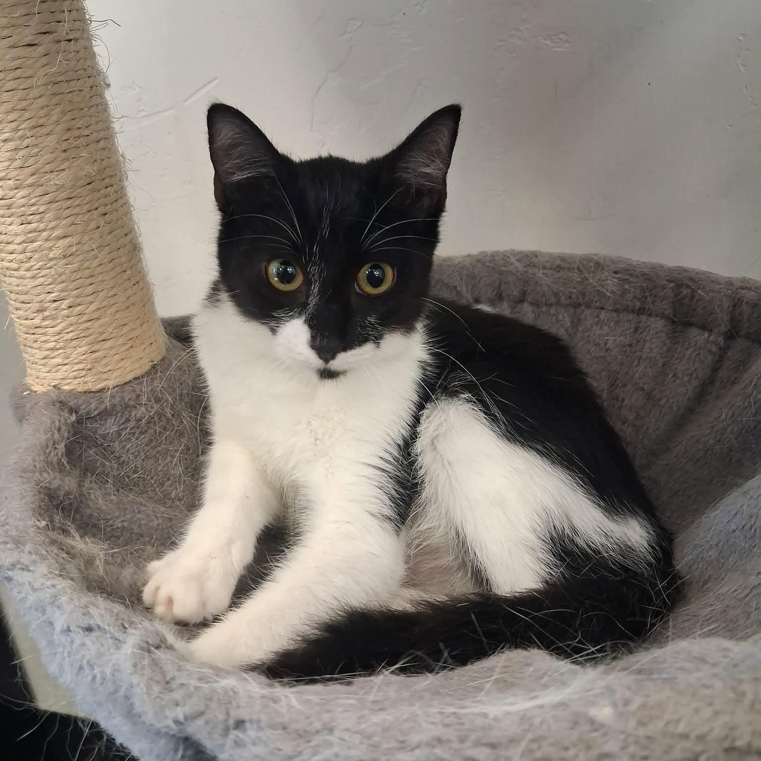 Bandita, a ADOPTABLE Domestic Short Hair in Roosevelt, UT image 2/5