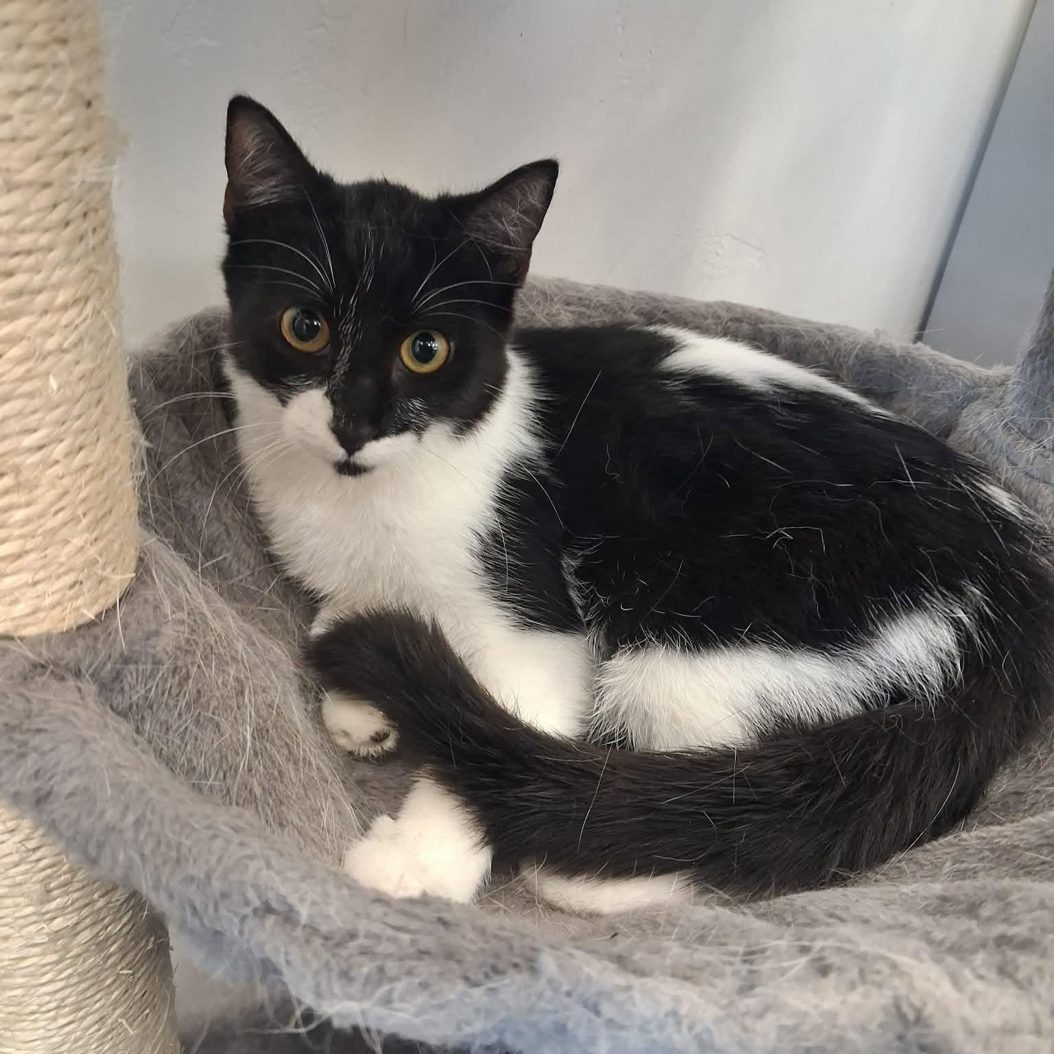 Bandita, ADOPTABLE, Young Female Domestic Short Hair.