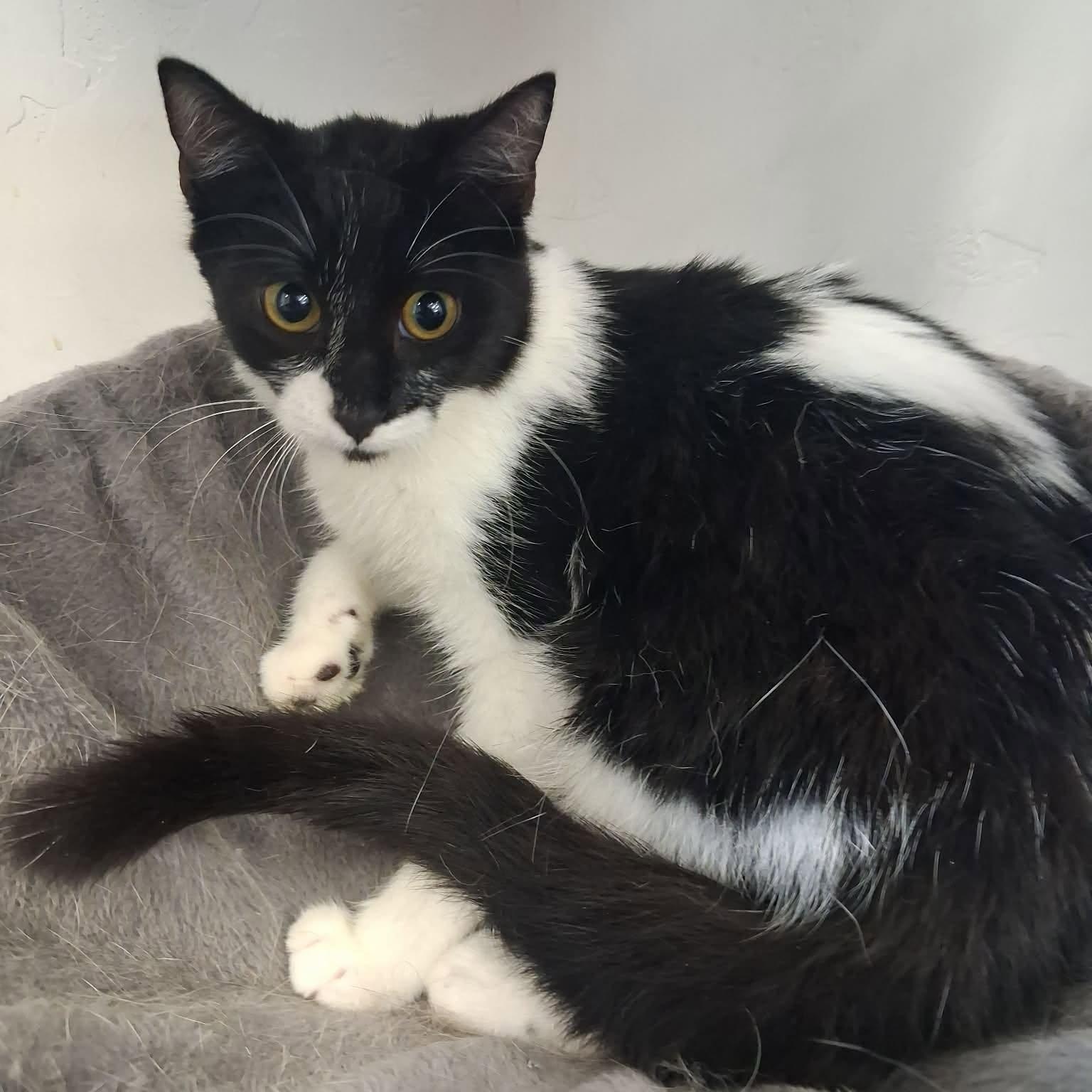 Bandita, a ADOPTABLE Domestic Short Hair in Roosevelt, UT image 5/5