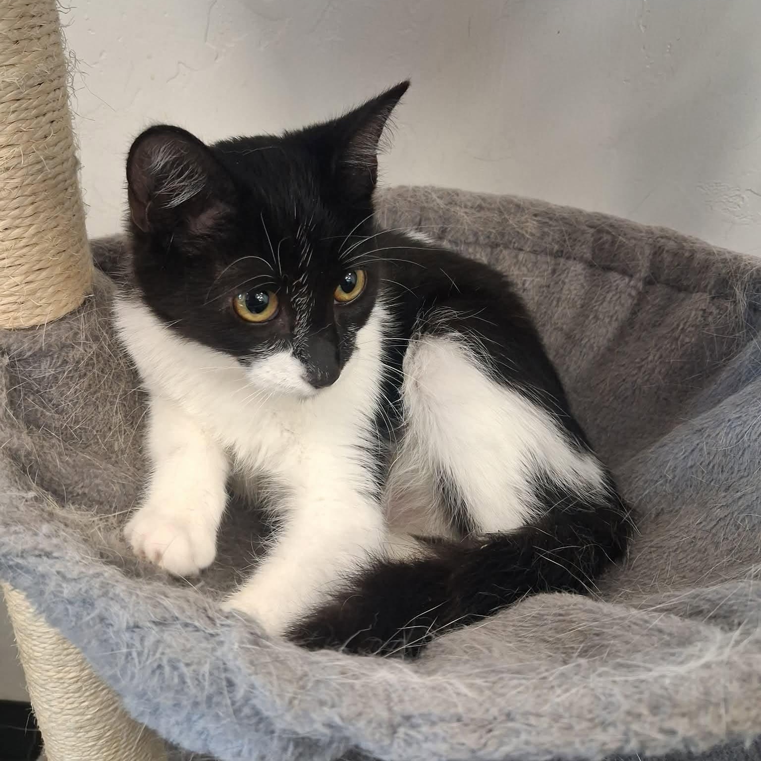 Bandita, a ADOPTABLE Domestic Short Hair in Roosevelt, UT image 4/5