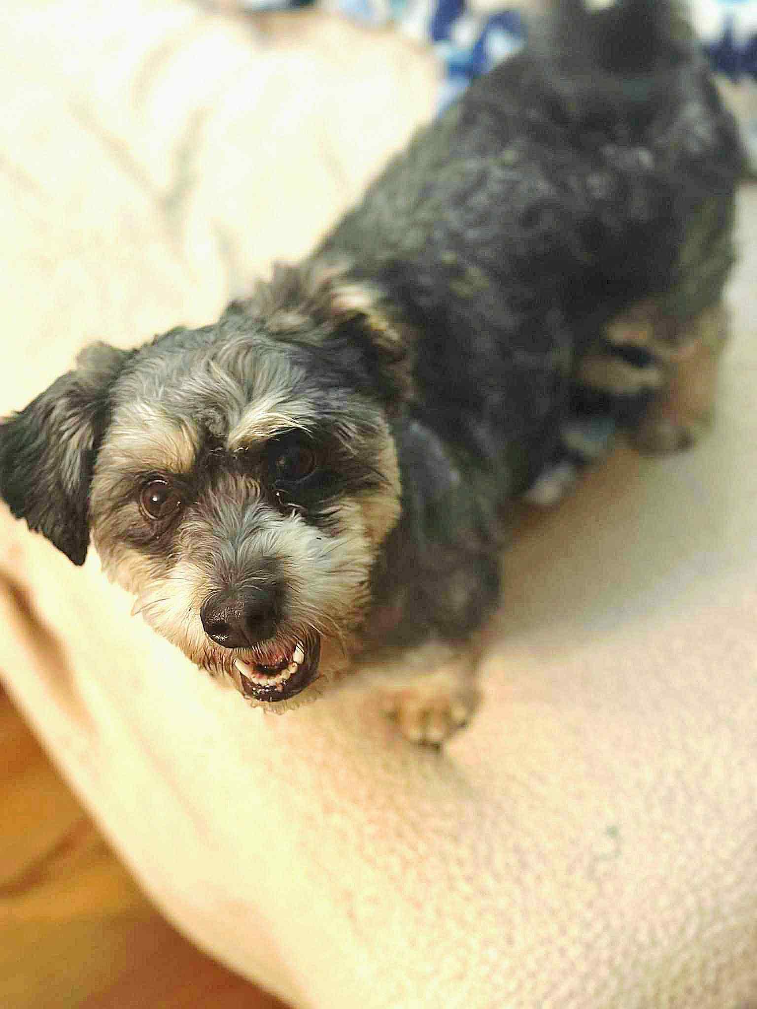 Enlarge Matty, an adopted mixed breed in Elloree, SC image 1/4