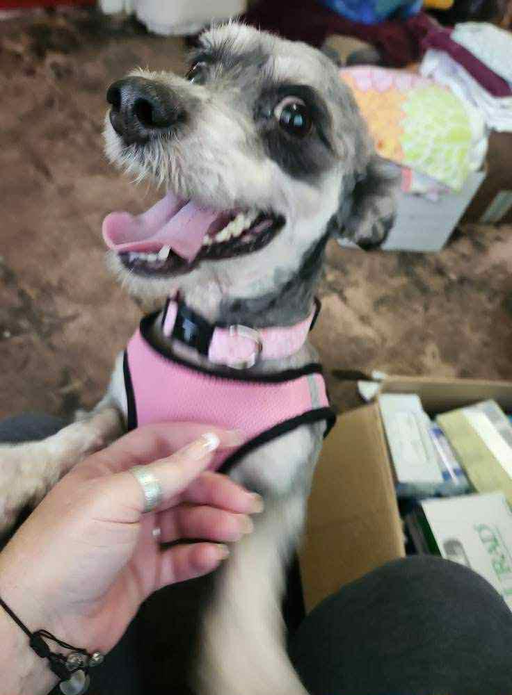 Enlarge Matty, an adopted mixed breed in Elloree, SC image 3/4