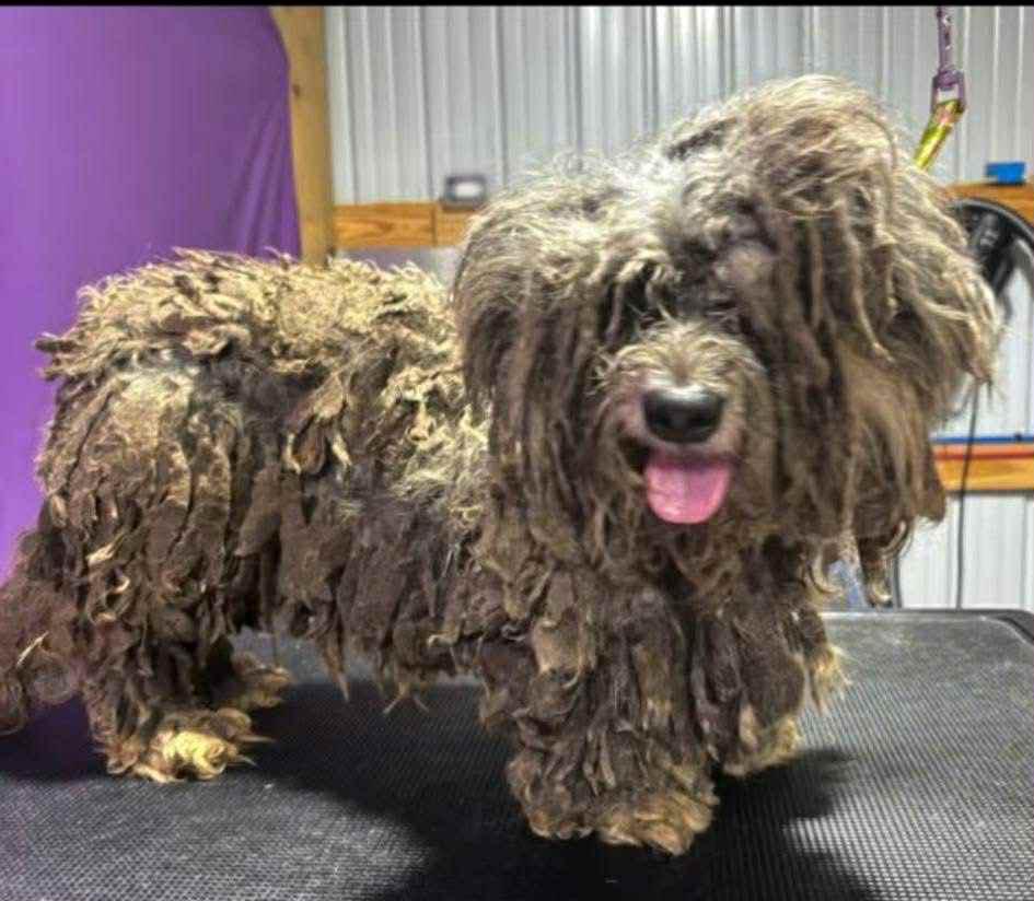 Matty, adopted, Young Female Schnauzer & Dachshund.