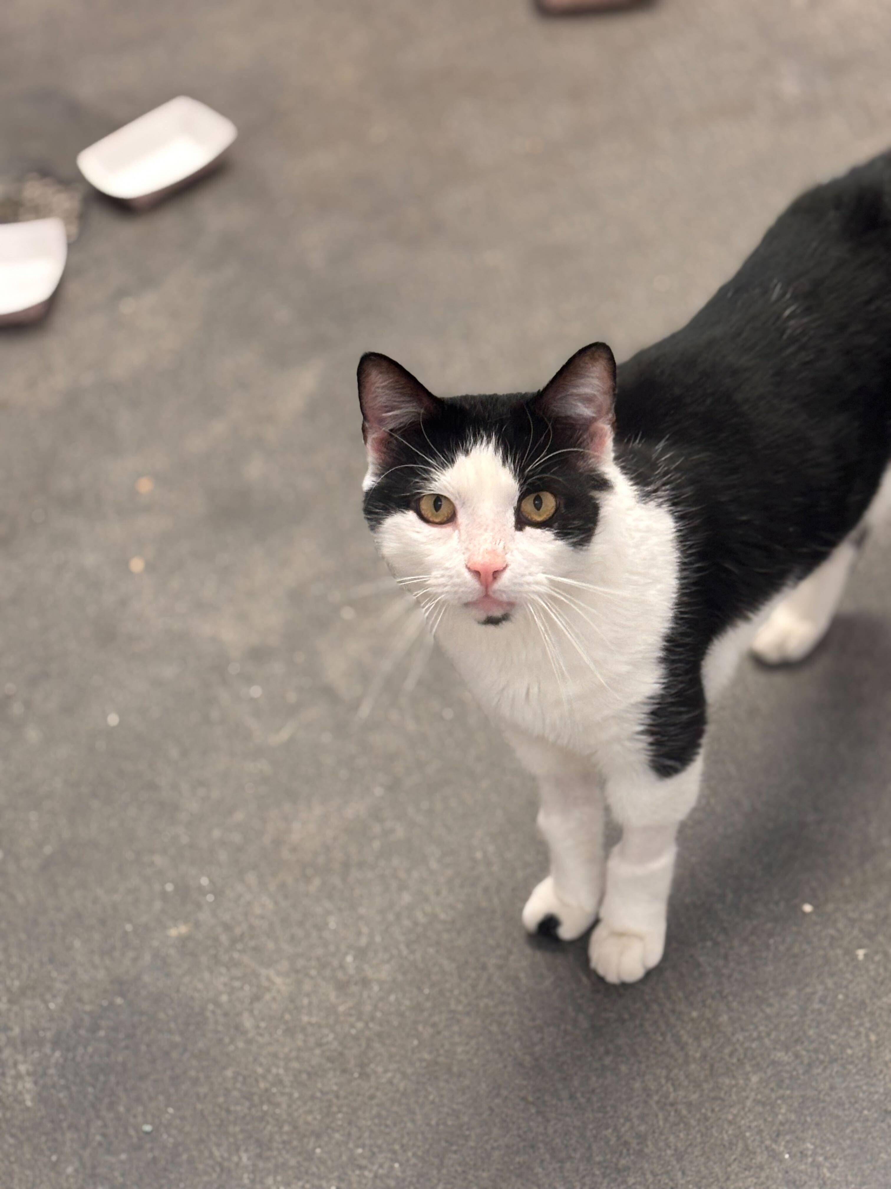 Scotty (FIV+), Adoptable, Adult Male Domestic Short Hair.