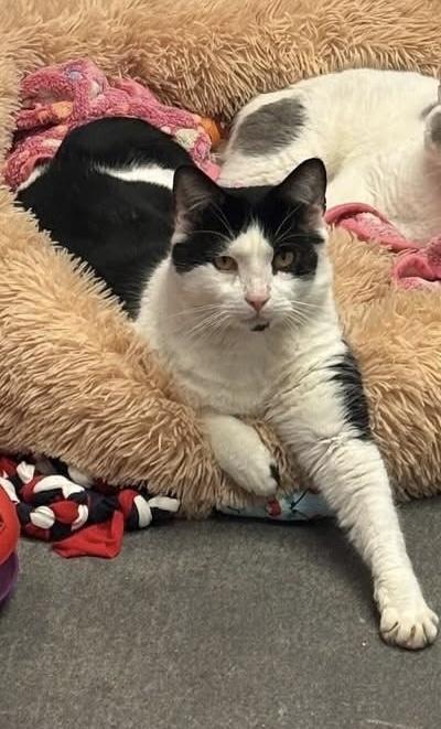 Enlarge Scotty , an adopted Domestic Short Hair in Manchester, NH image 2/2