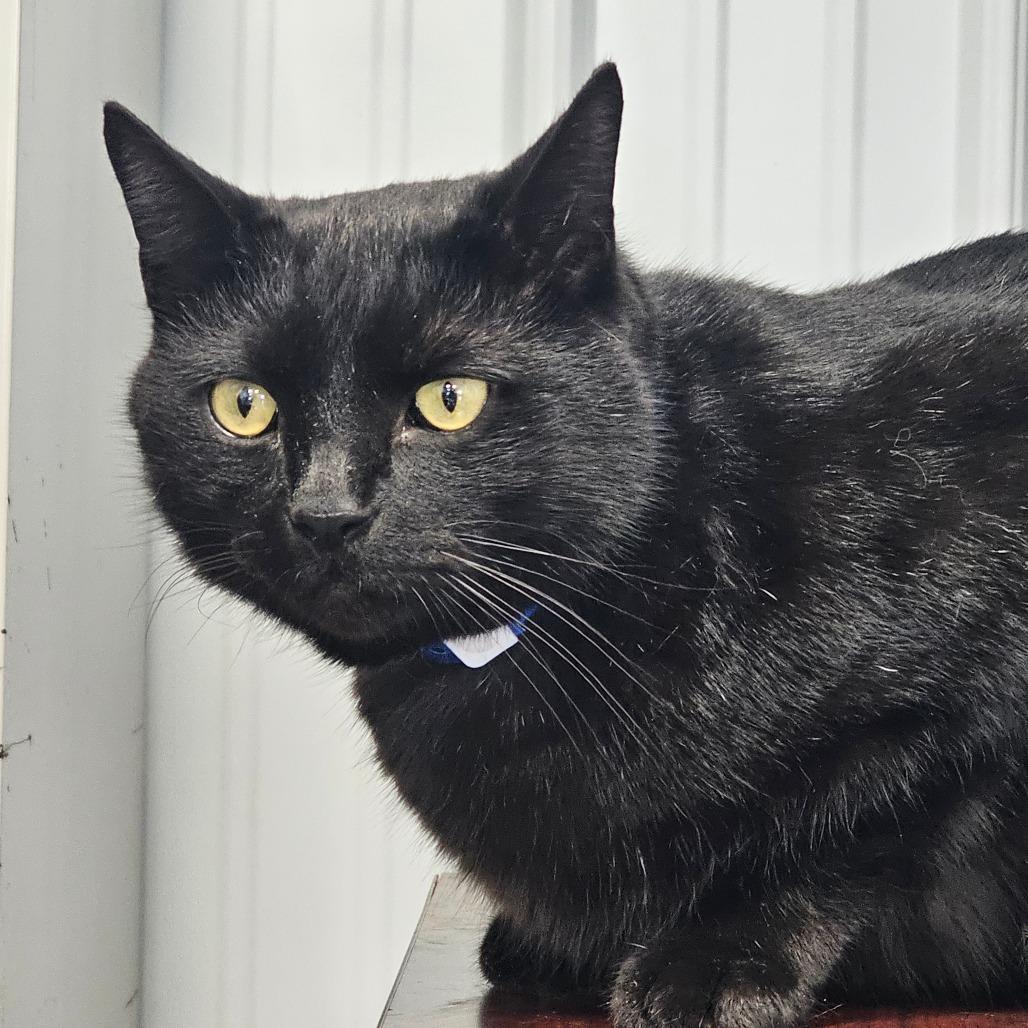 Binx, Adoptable, Adult Male Domestic Short Hair.
