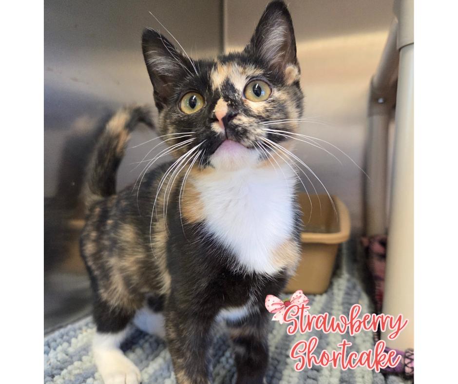 Strawberry Shortcake, adopted, Kitten Female Domestic Short Hair.