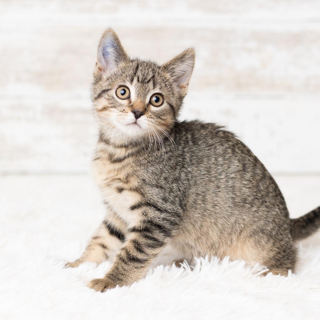 Fraser Fir, Adoptable, Kitten Male Domestic Short Hair.