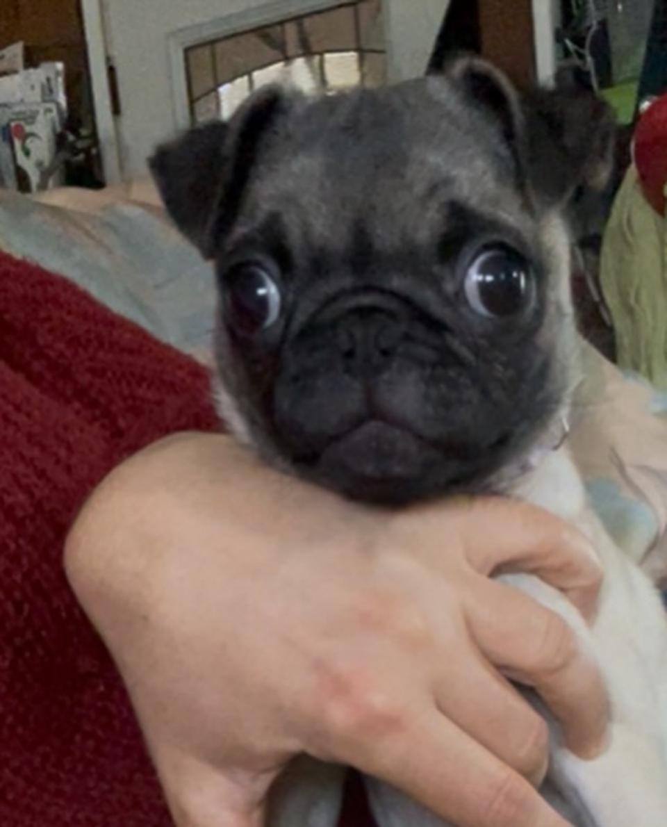 Odelia, a Adopted Pug in San Diego, CA image 2/4