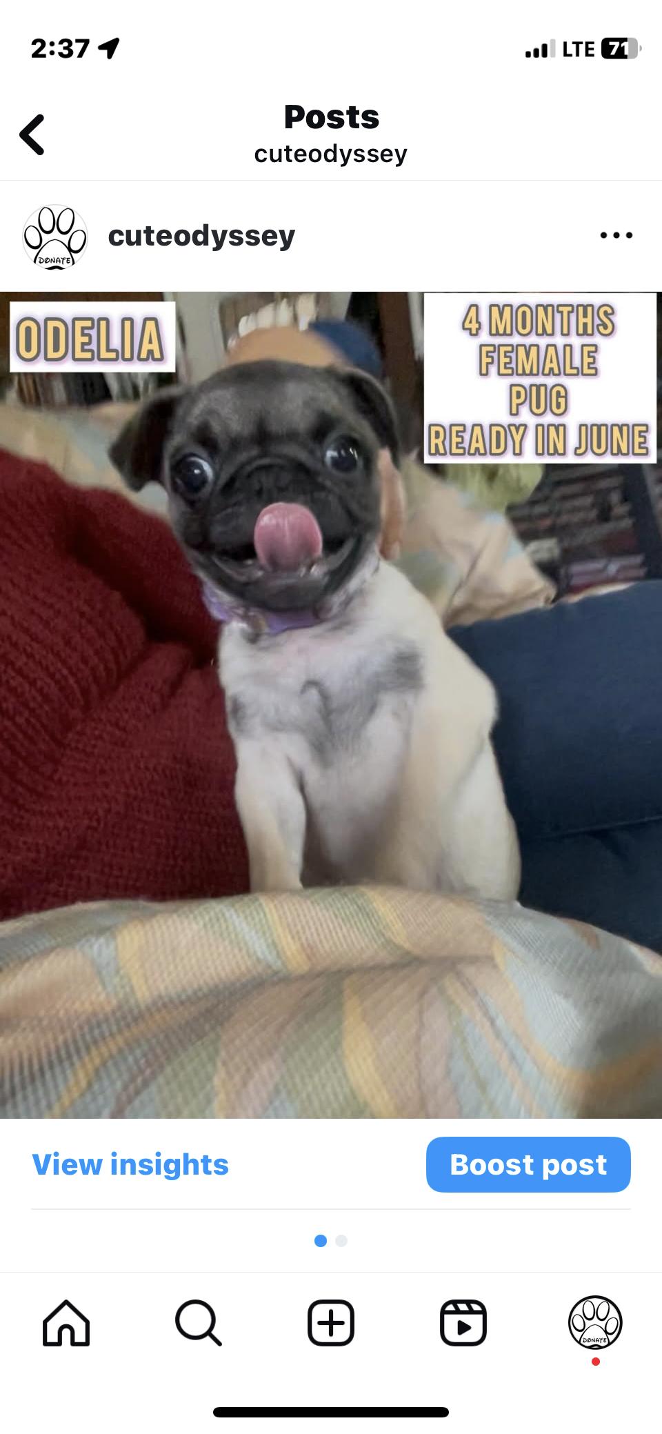 Odelia, a Adopted Pug in San Diego, CA image 3/4