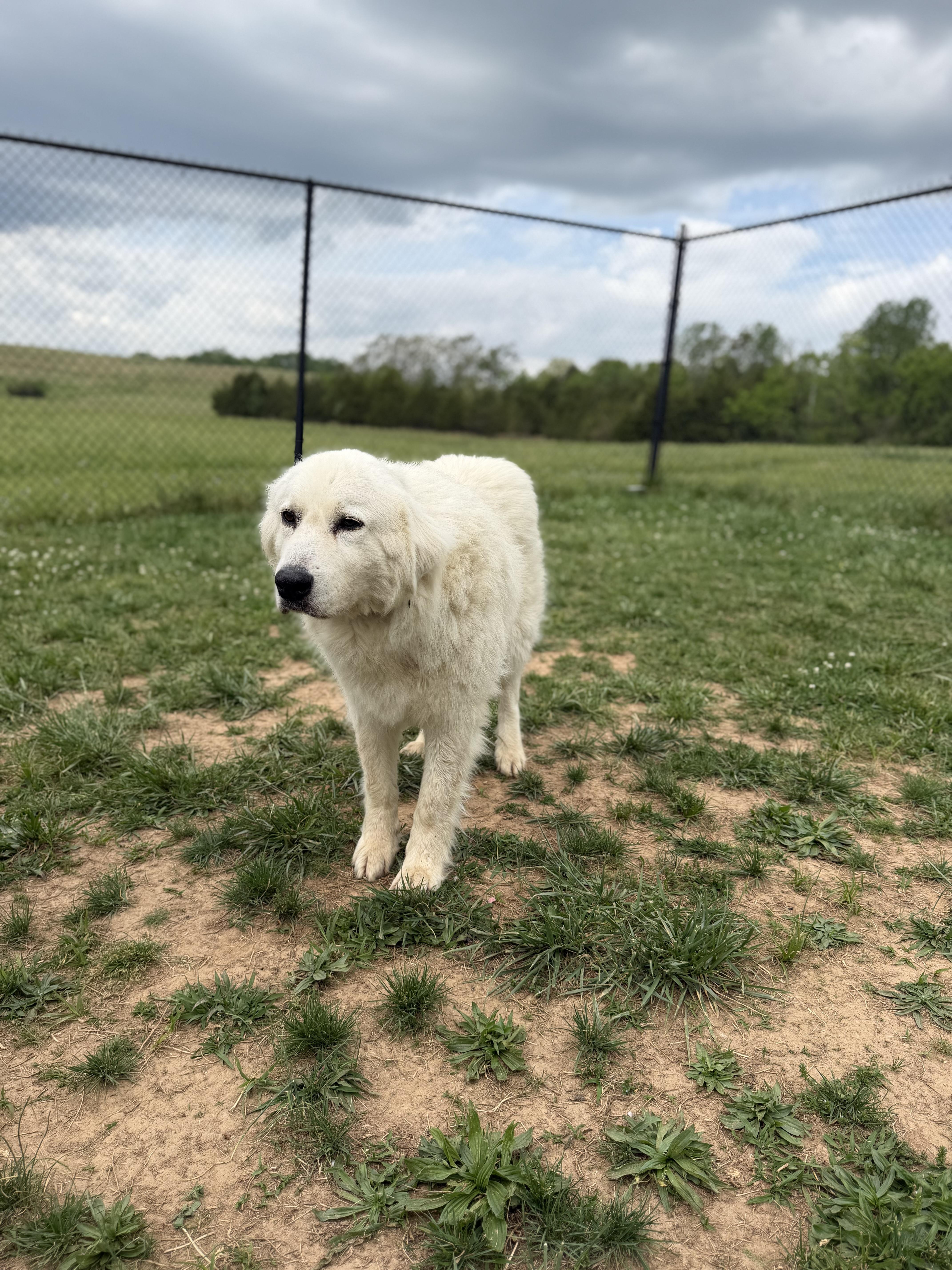 Queenie, adopted, Young Female Great Pyrenees.