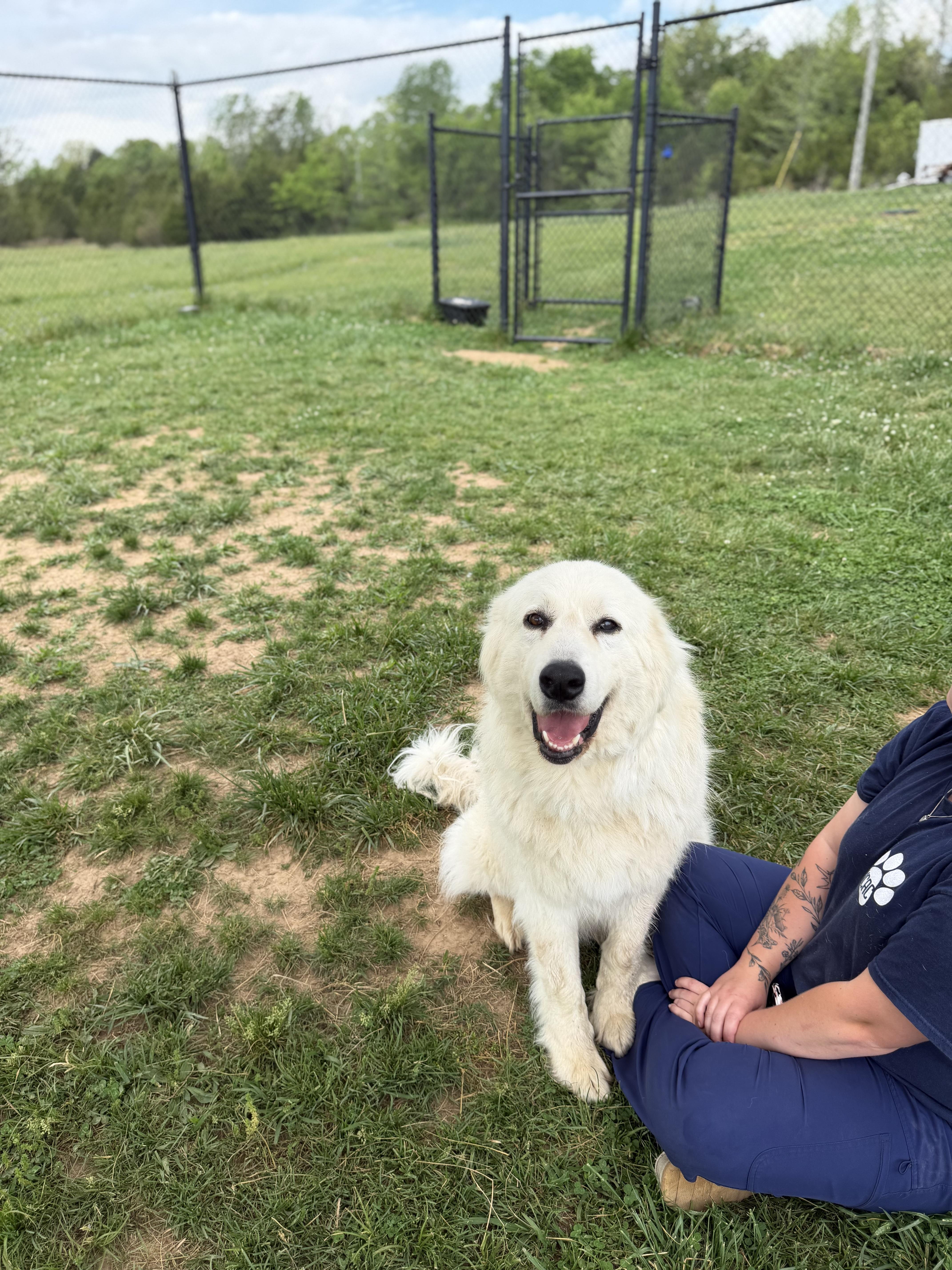 Enlarge Queenie, an adopted Great Pyrenees in Lebanon, TN image 3/3