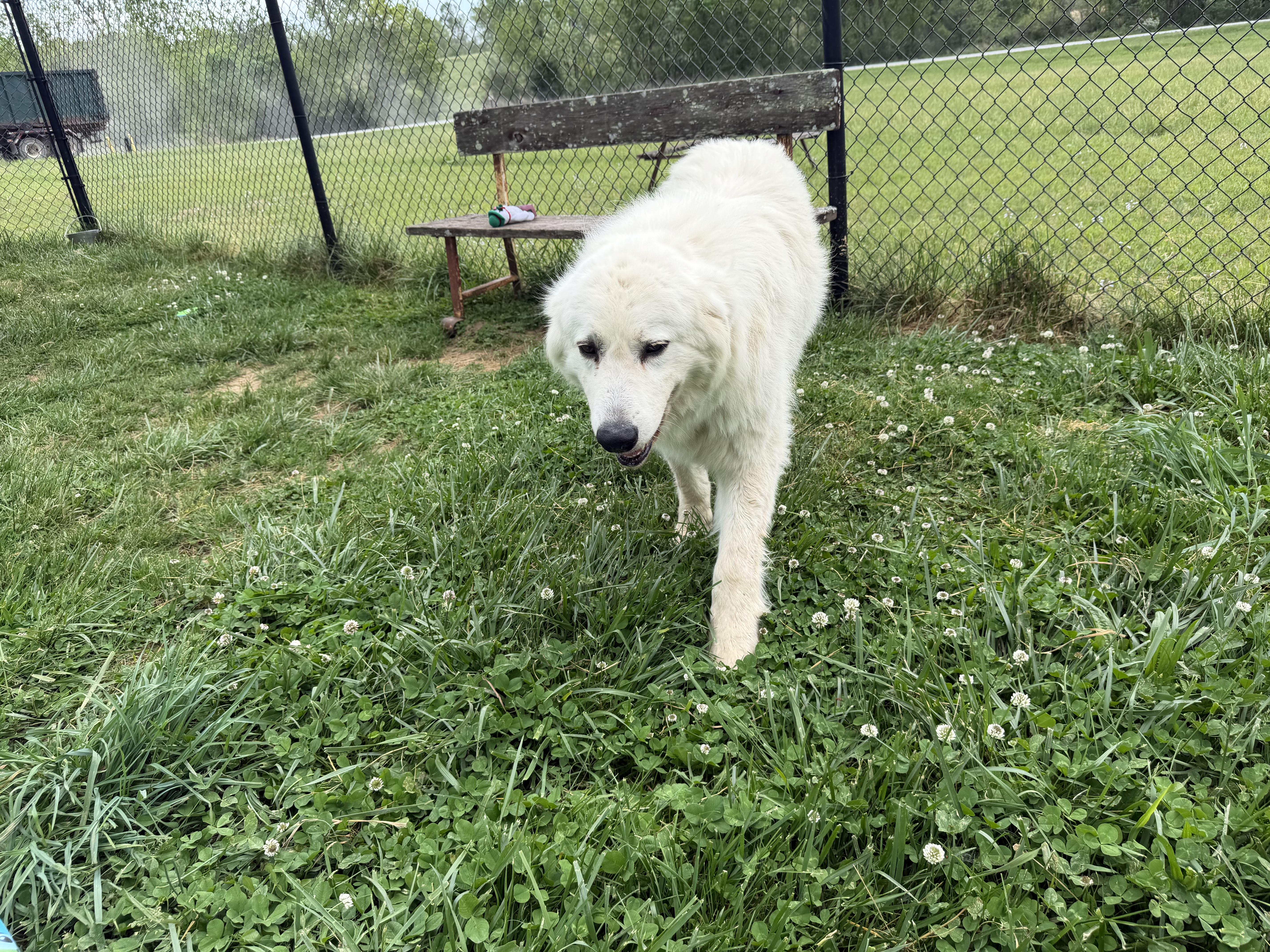 Enlarge Queenie, an adopted Great Pyrenees in Lebanon, TN image 2/3