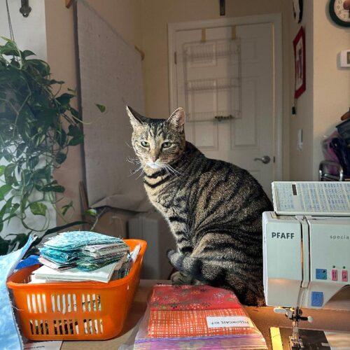 Lucky, Adoptable, Young Female Domestic Short Hair & Tabby.