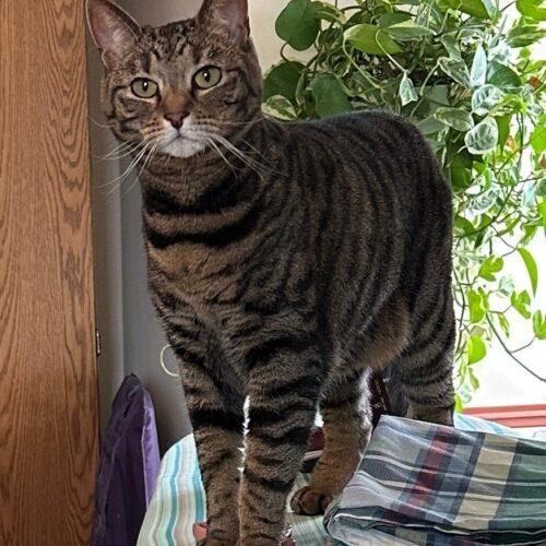 Enlarge Lucky, a Adoptable mixed breed in Gaithersburg, MD image 2/6