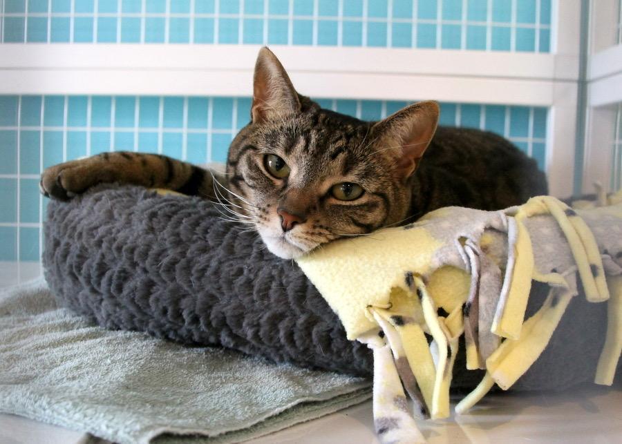 Enlarge Lucky, a Adoptable mixed breed in Gaithersburg, MD image 3/6
