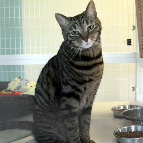 Enlarge Lucky, a Adoptable mixed breed in Gaithersburg, MD image 4/6