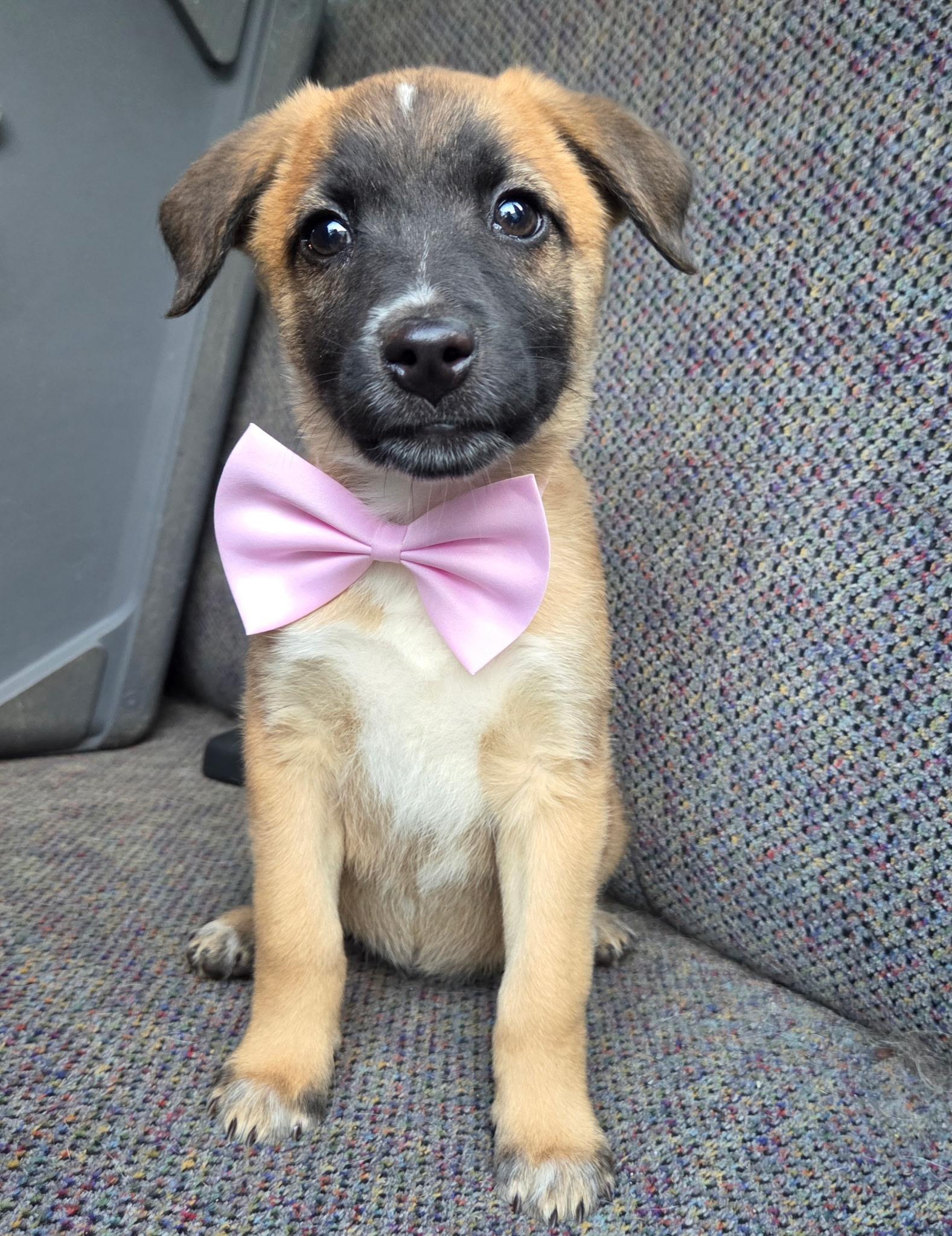 Enlarge Rory, a Adoptable mixed breed in Gilbert, SC image 2/6