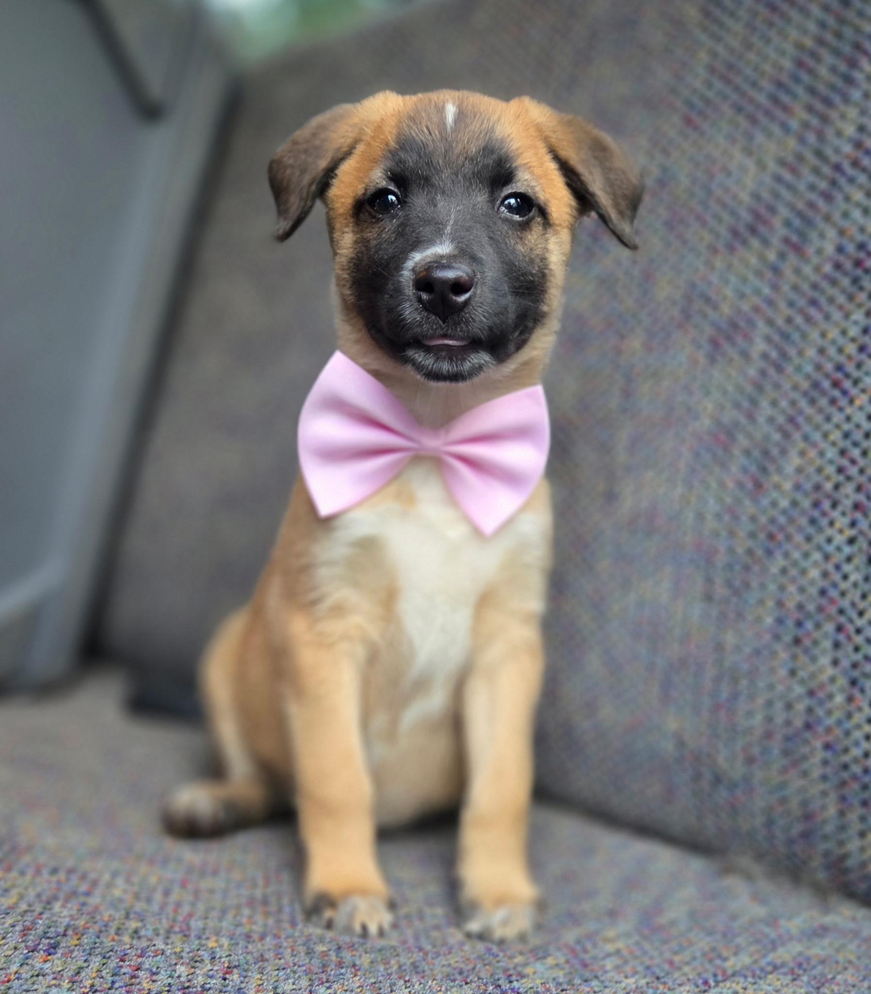 Enlarge Rory, a Adoptable mixed breed in Gilbert, SC image 6/6