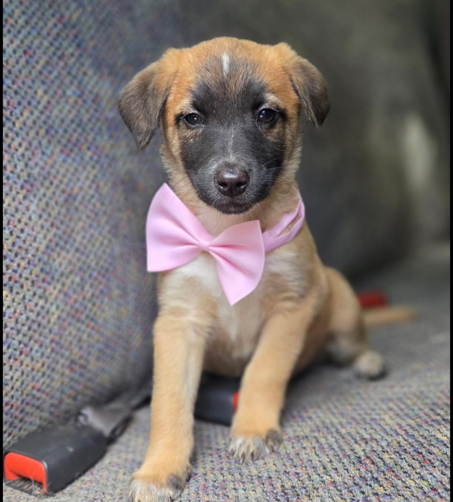 Enlarge Rory, a Adoptable mixed breed in Gilbert, SC image 2/6