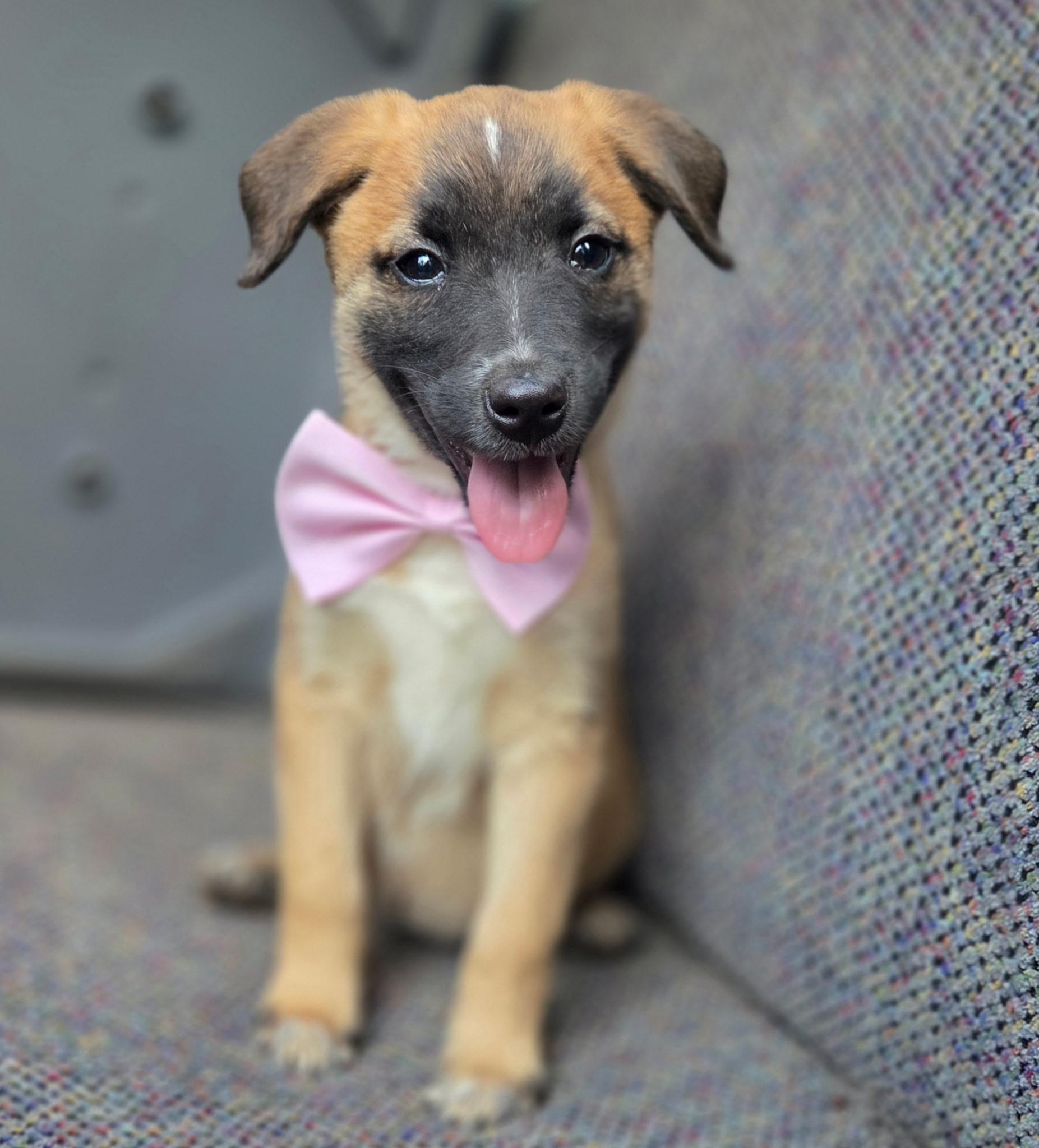 Enlarge Rory, a Adoptable mixed breed in Gilbert, SC image 3/6