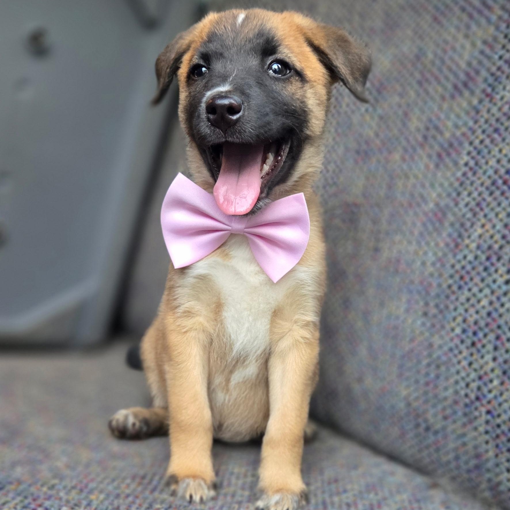 Enlarge Rory, a Adoptable mixed breed in Gilbert, SC image 1/6