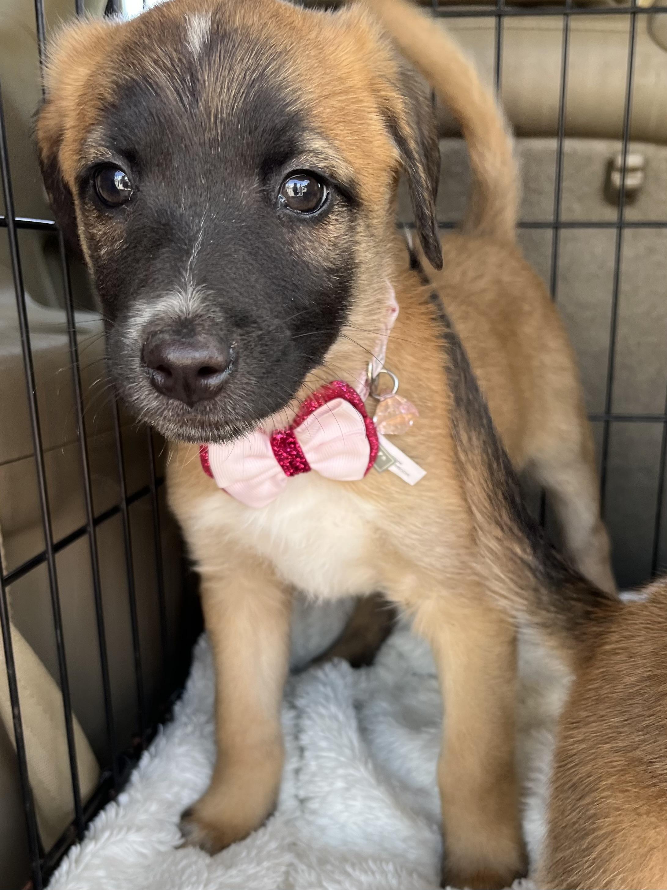 Enlarge Rory, a Adoptable mixed breed in Gilbert, SC image 5/6