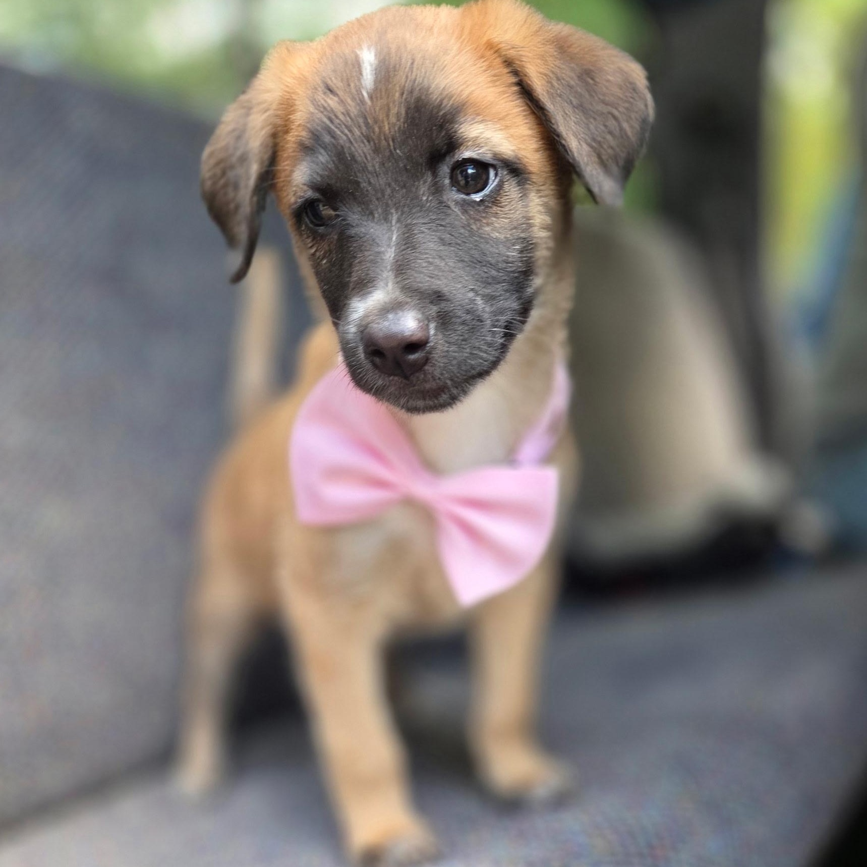 Enlarge Rory, a Adoptable mixed breed in Gilbert, SC image 1/6