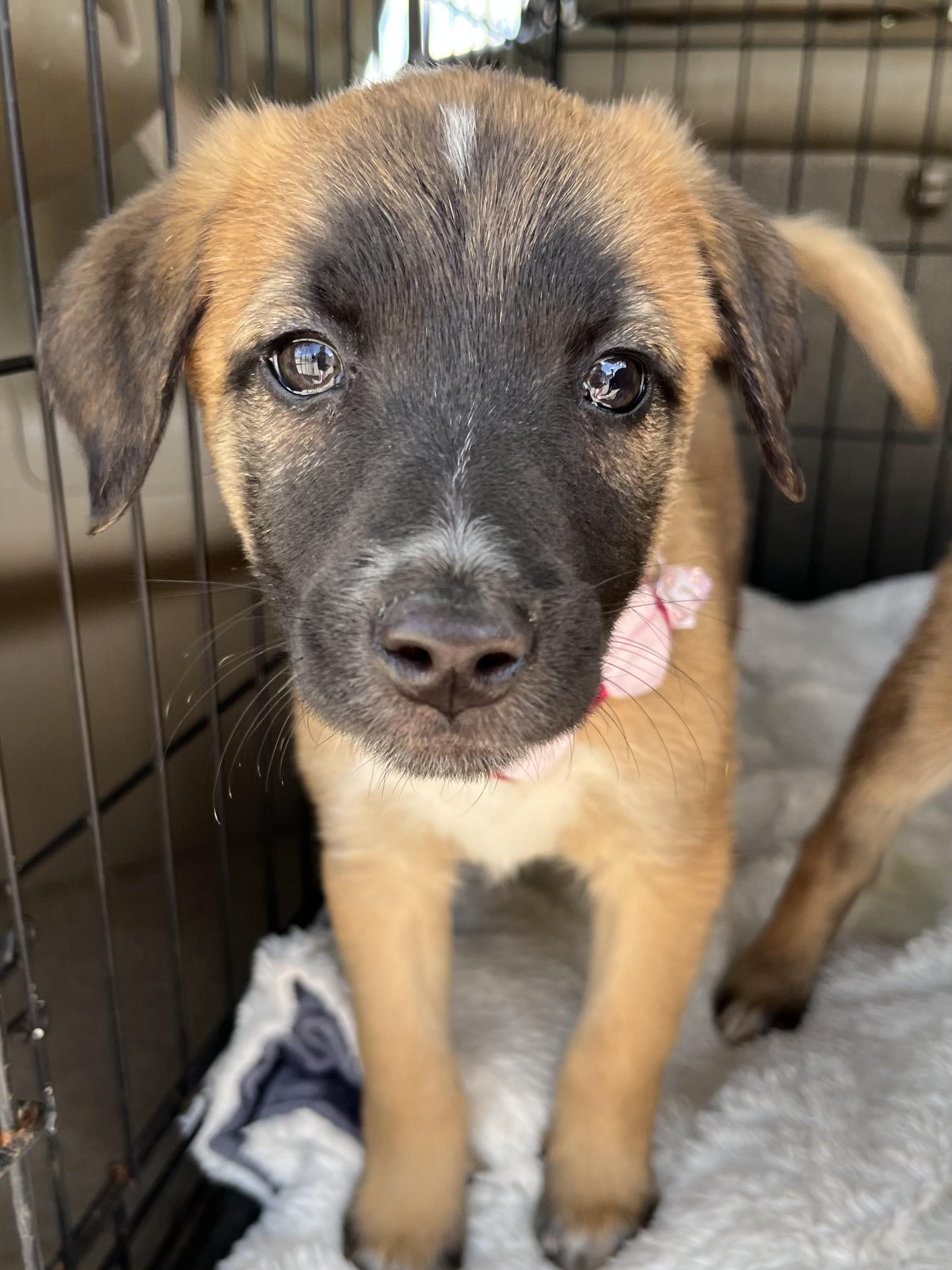 Enlarge Rory, a Adoptable mixed breed in Gilbert, SC image 6/6