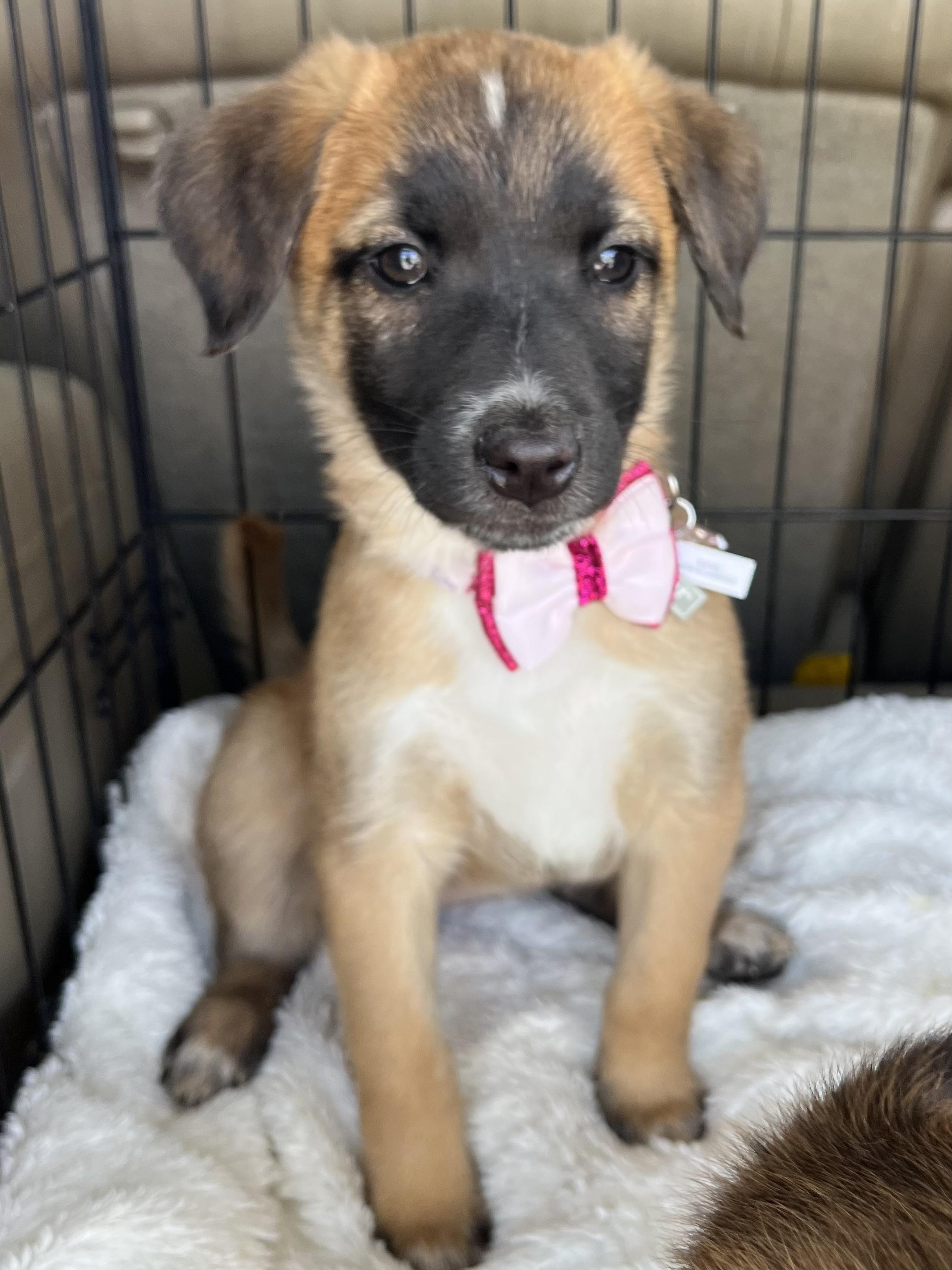 Enlarge Rory, a Adoptable mixed breed in Gilbert, SC image 4/6