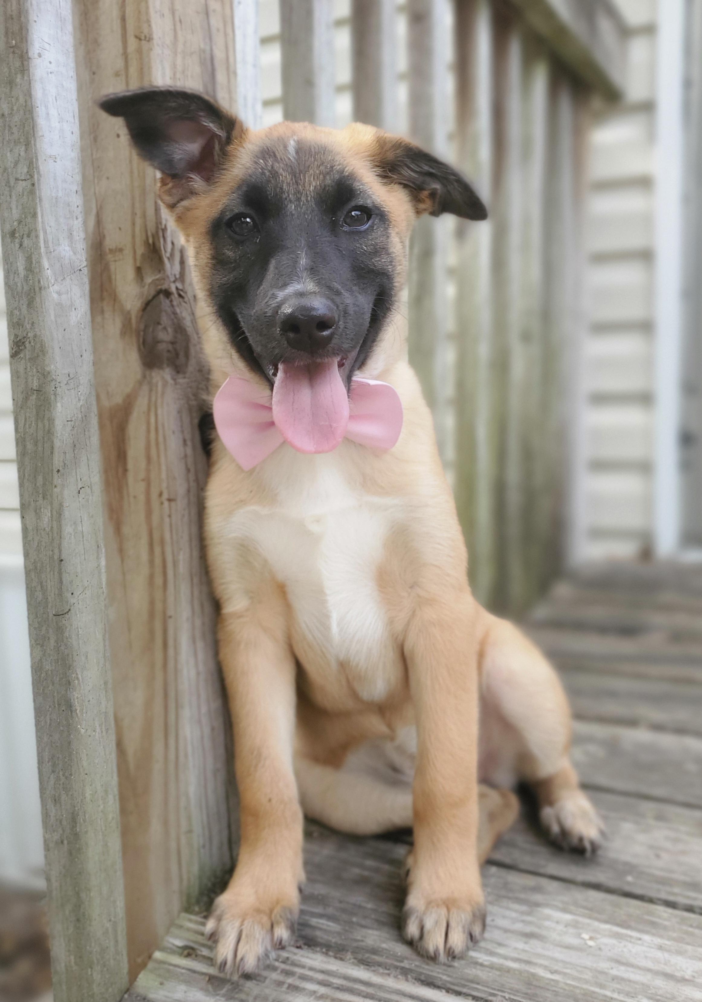 Enlarge Rory, a Adoptable mixed breed in Gilbert, SC image 3/6