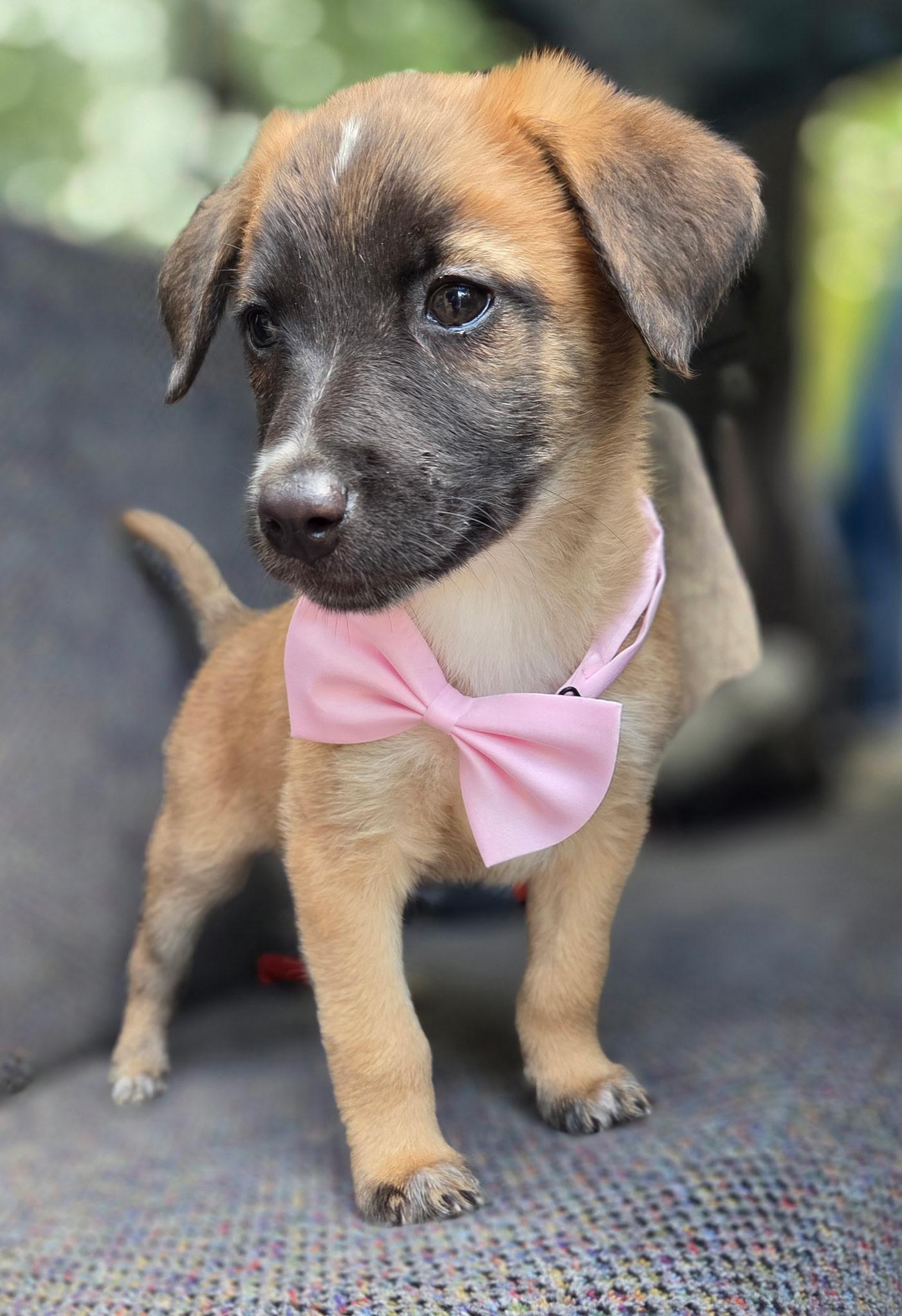 Enlarge Rory, a Adoptable mixed breed in Gilbert, SC image 3/6