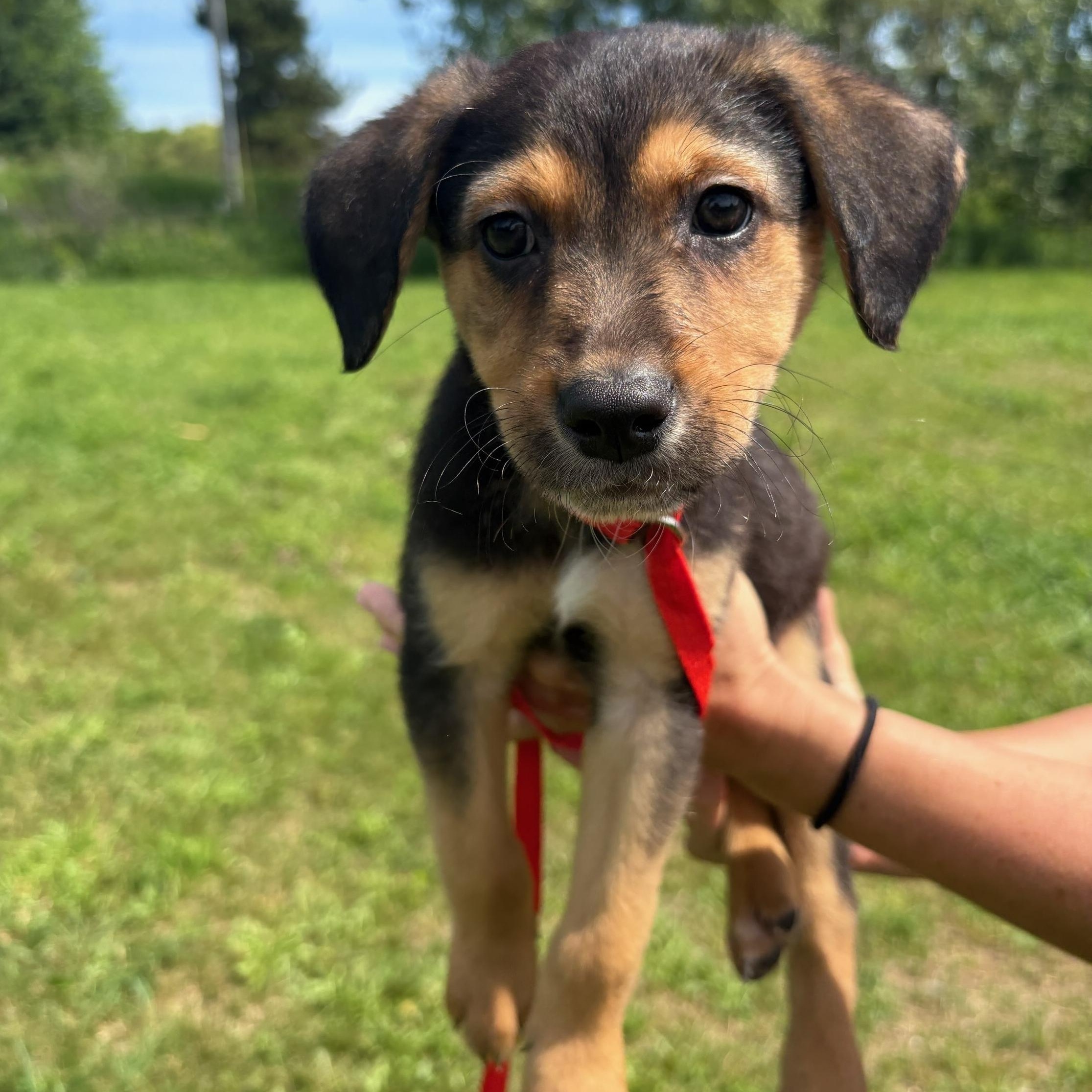 Duncan, Adoptable, Puppy Male Cattle Dog.