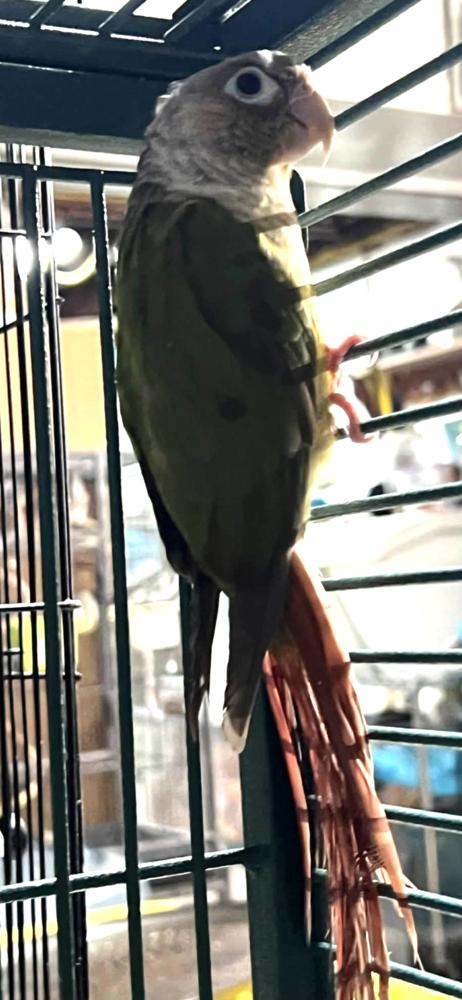 Ginger, Adoptable, Adult Female Conure.
