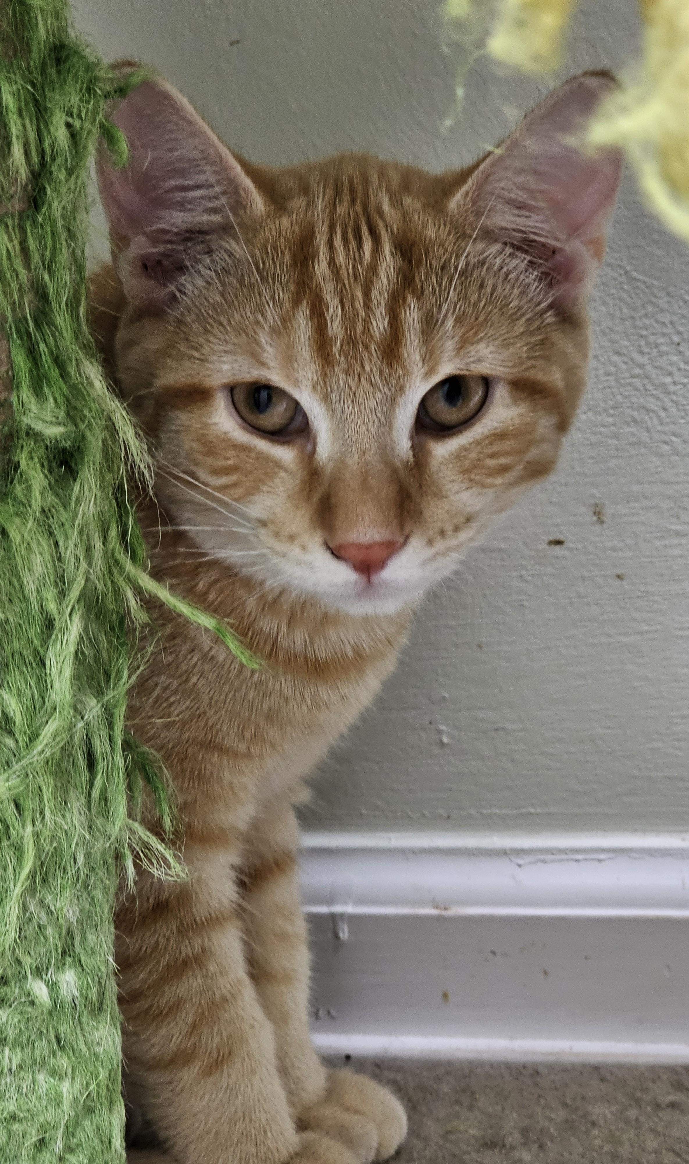 Clancy, a Adoptable Domestic Short Hair in Pleasantville, NJ image 1/3