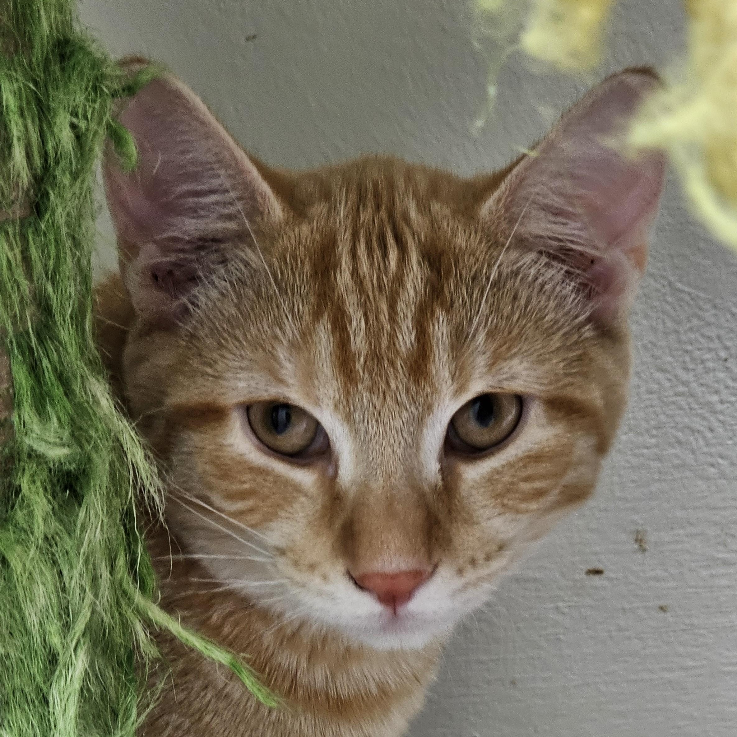 Enlarge Clancy, a Adoptable Domestic Short Hair in Pleasantville, NJ image 3/4