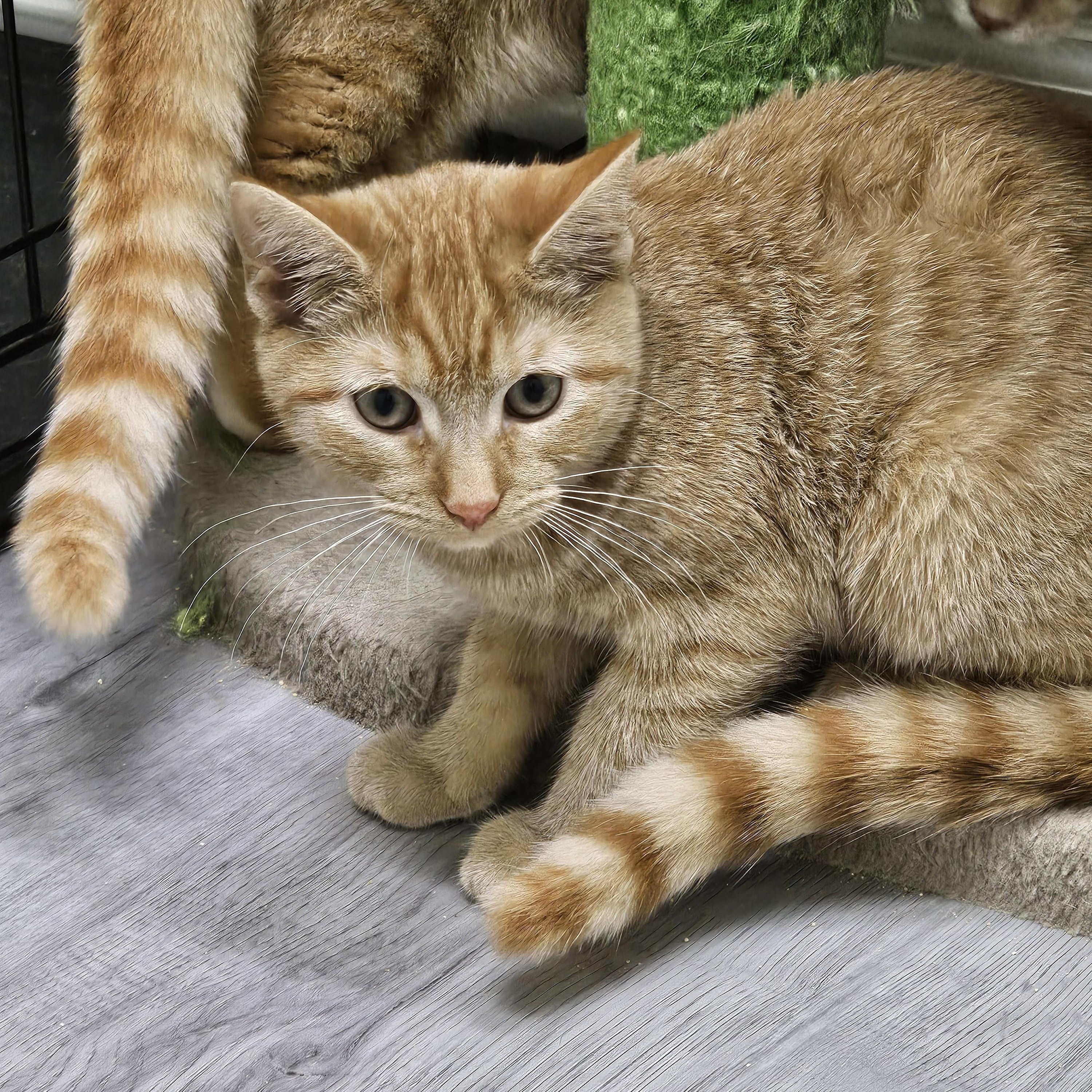 Enlarge Clancy, a Adoptable Domestic Short Hair in Pleasantville, NJ image 4/4