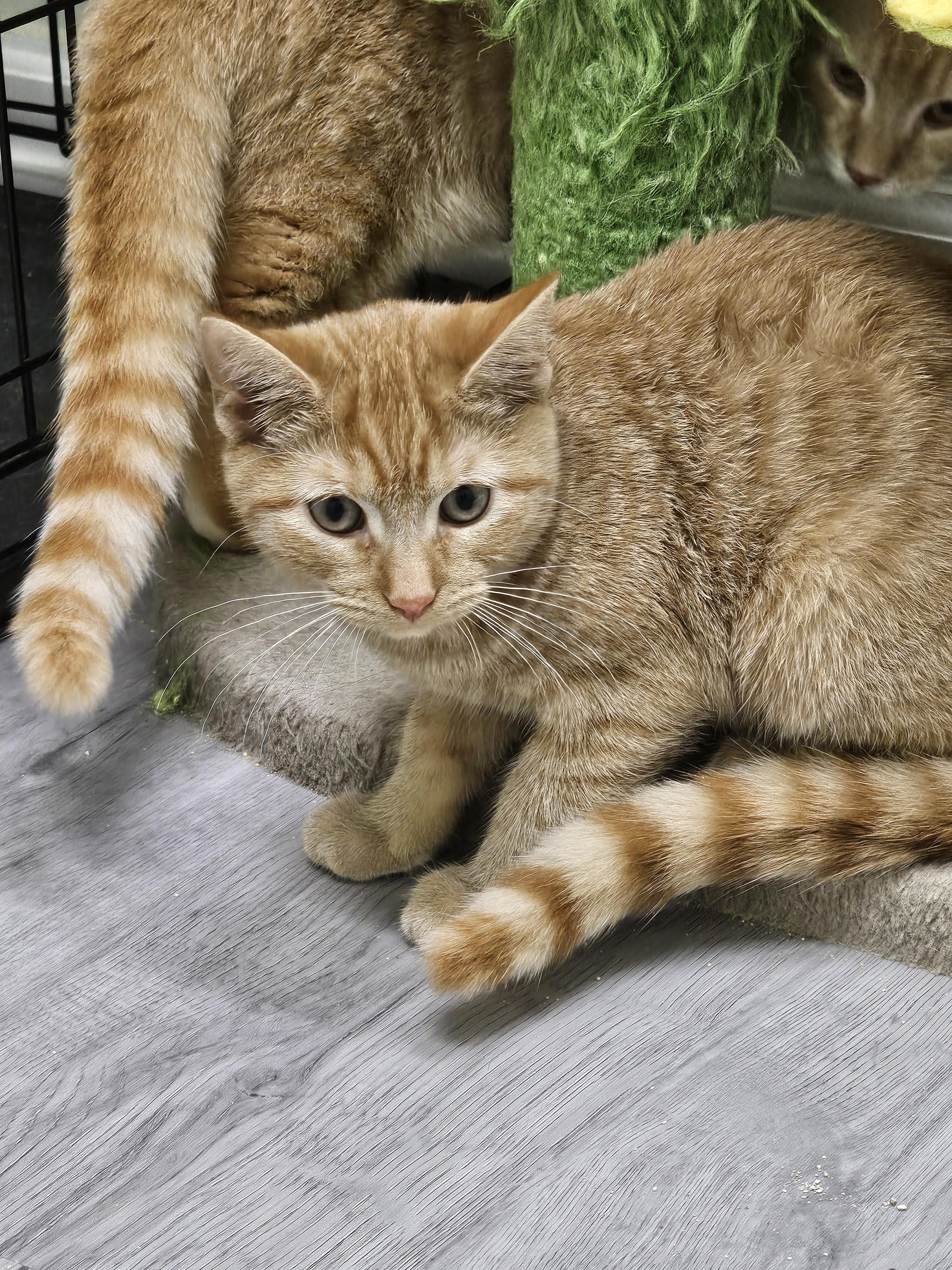 Clancy, a Adoptable Domestic Short Hair in Pleasantville, NJ image 2/3