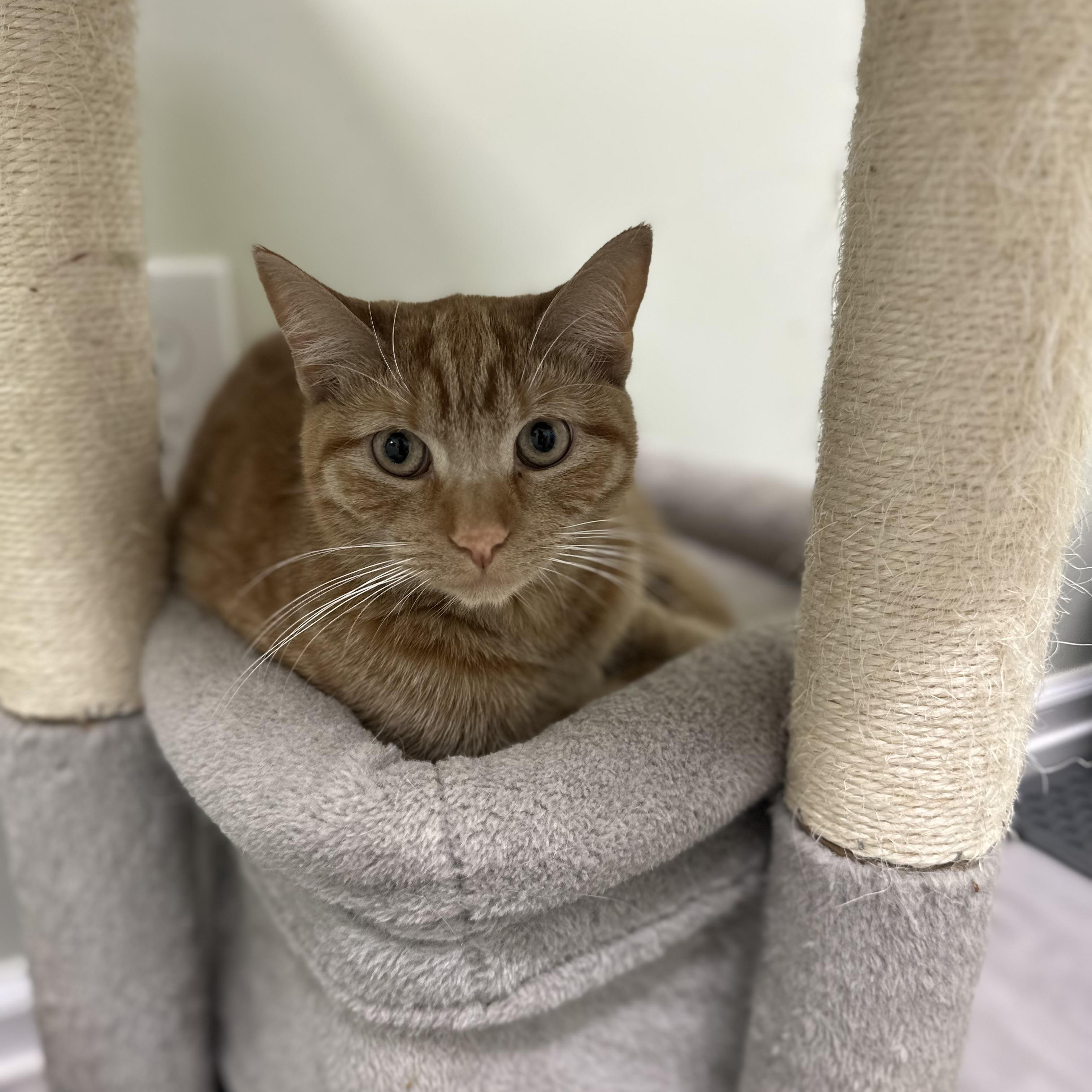 Clancy, Adoptable, Kitten Male Domestic Short Hair.