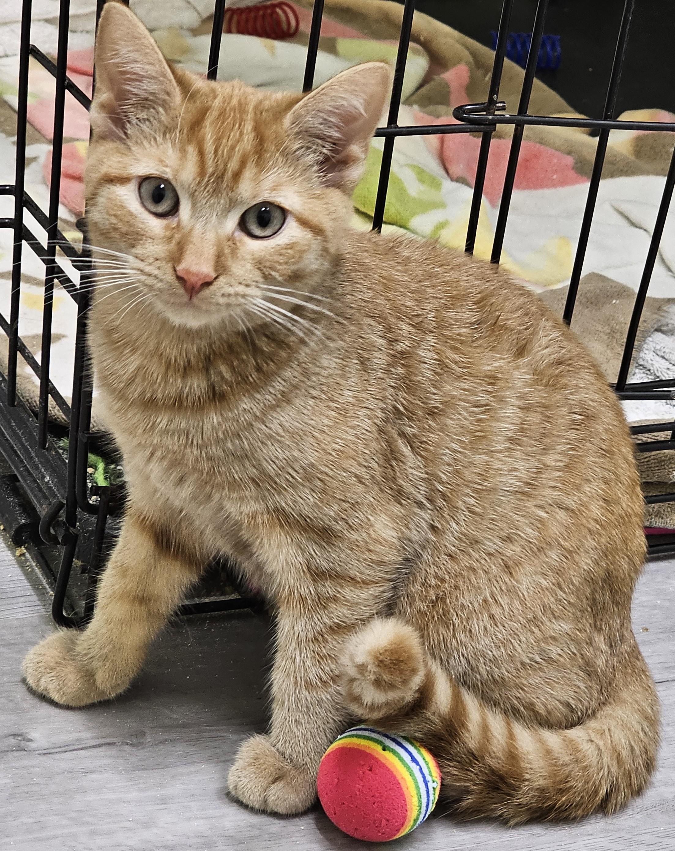 Clancy, a Adoptable Domestic Short Hair in Pleasantville, NJ image 3/3
