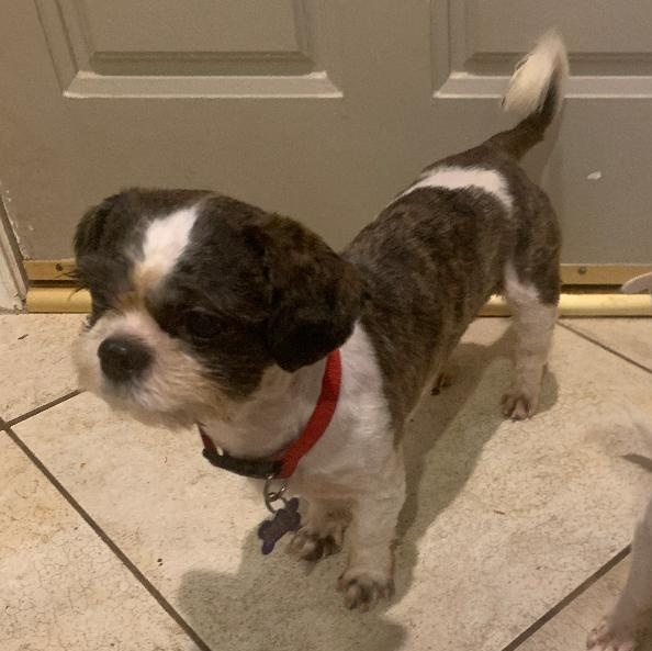 Enlarge ROSCOE, a Adopted Shih Tzu in Cary, NC image 3/6