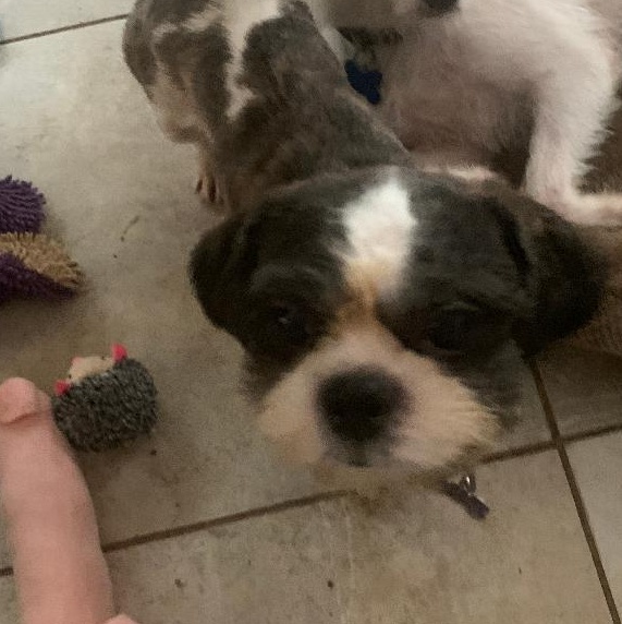 Enlarge ROSCOE, a Adopted Shih Tzu in Cary, NC image 4/6