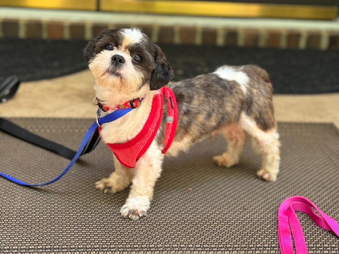 ROSCOE, Adopted, Young Male Shih Tzu.