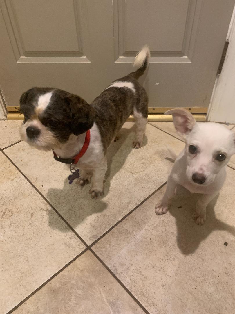 Enlarge ROSCOE, a Adopted Shih Tzu in Cary, NC image 6/6