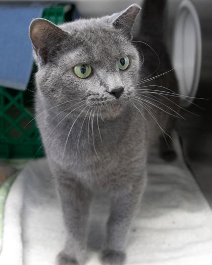 Enlarge Hayley, a Adoptable Domestic Short Hair in West Seneca, NY image 1/3