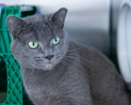 Enlarge Hayley, a Adoptable Domestic Short Hair in West Seneca, NY image 2/3