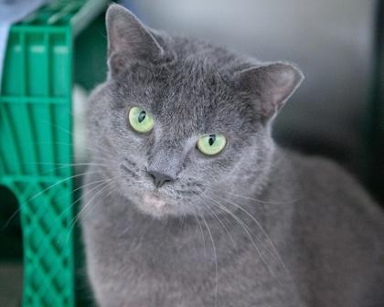 Enlarge Hayley, a Adoptable Domestic Short Hair in West Seneca, NY image 3/3