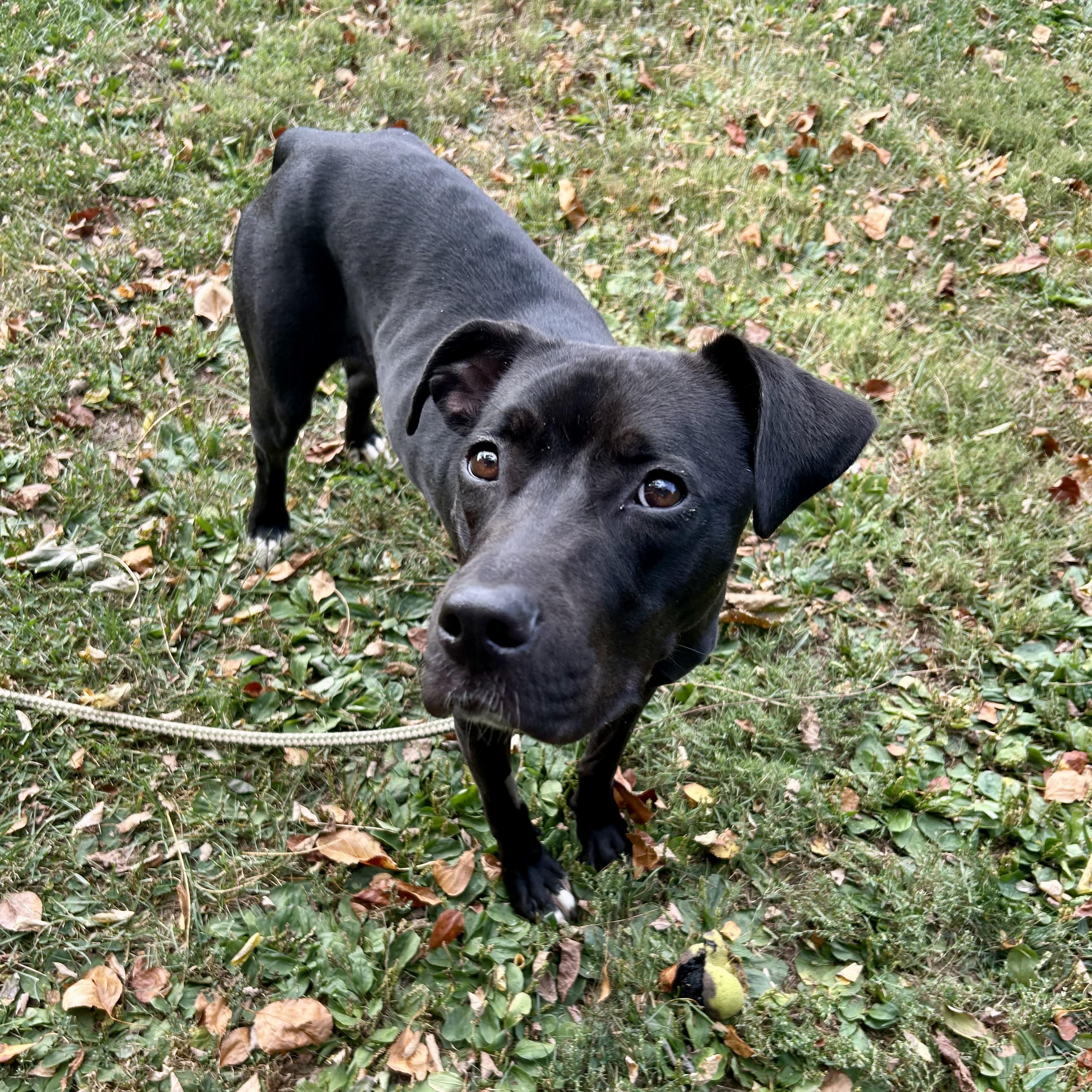 Honey Bee (living in a foster home)